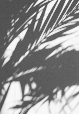 白壁に映る植物の陰