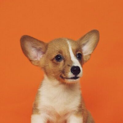 ウェットフード（犬用）